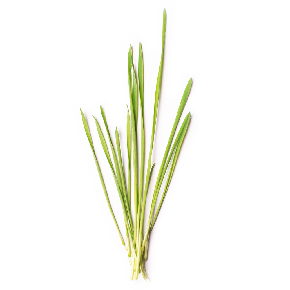 Wheatgrass The Local Farmer