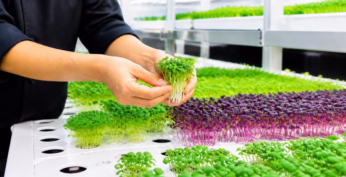 Microgreens Chefs